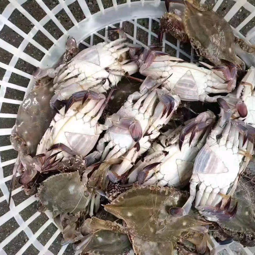 青岛团岛小张海鲜