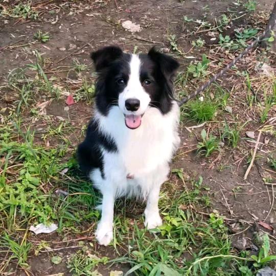 森鑫之佳犬舍-金霖