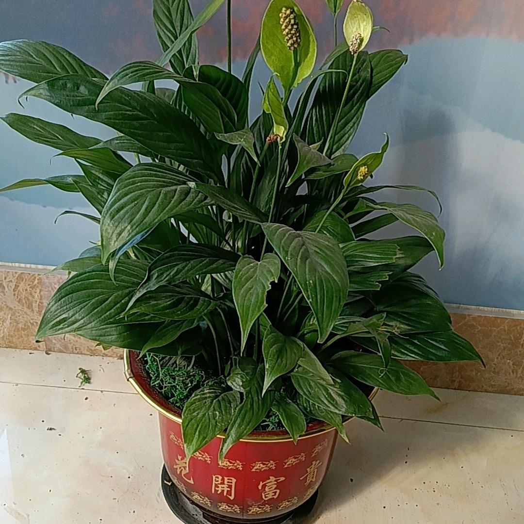 从新开始