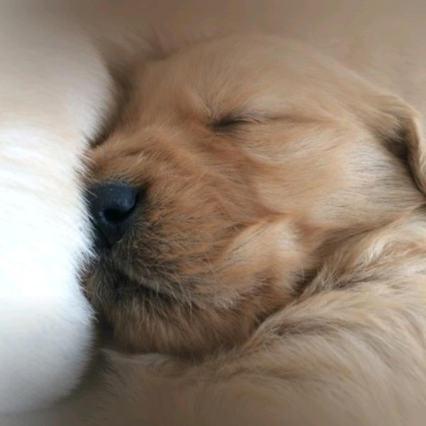 龙哥养犬