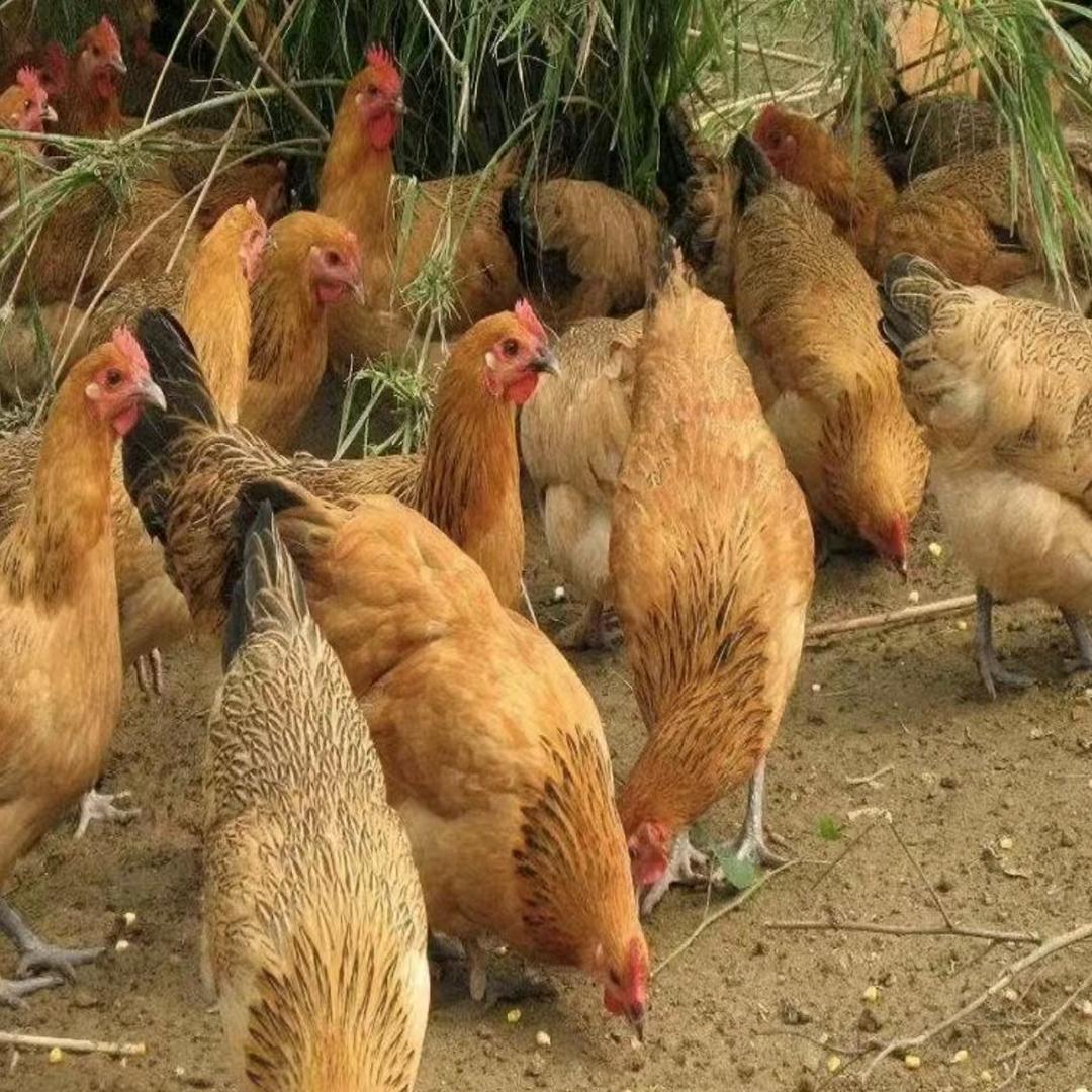 农村散养鸡