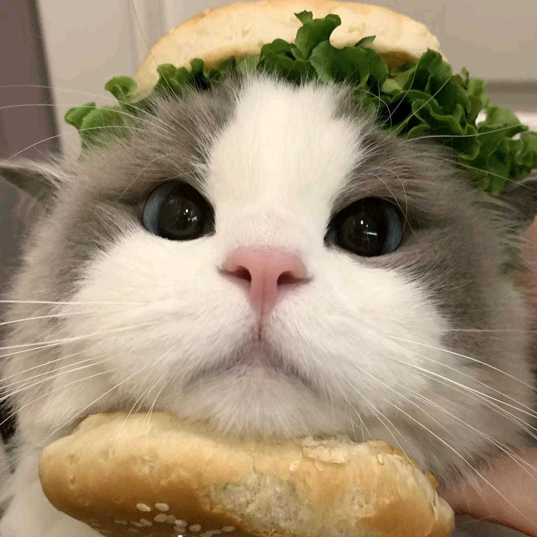脑脑