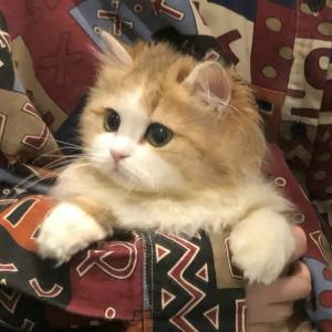 三行情舒
