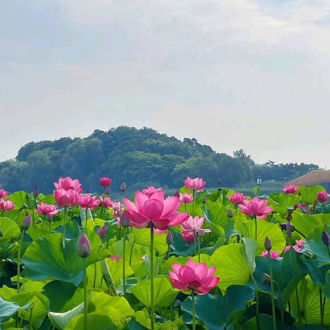 飞项