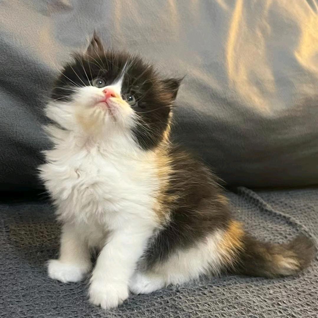 yu🐱