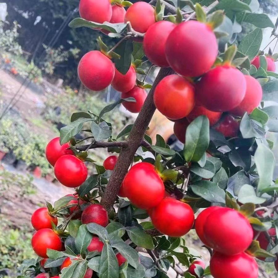 熙梦金弹子交流