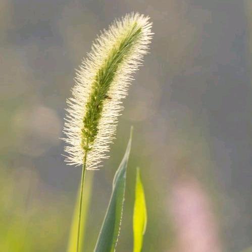 源源爱种草