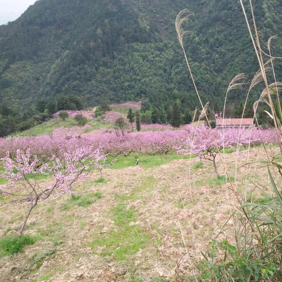 糖果