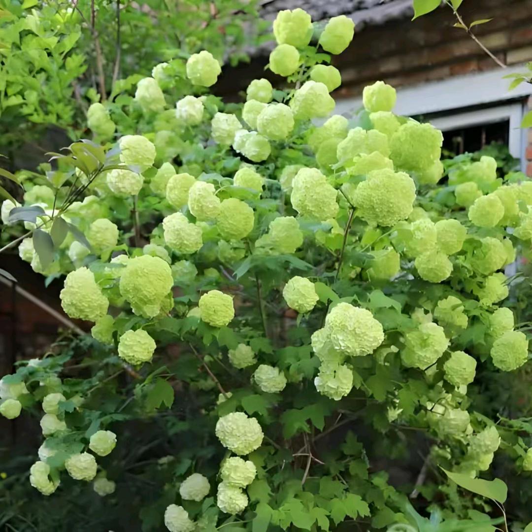 艳艳花卉