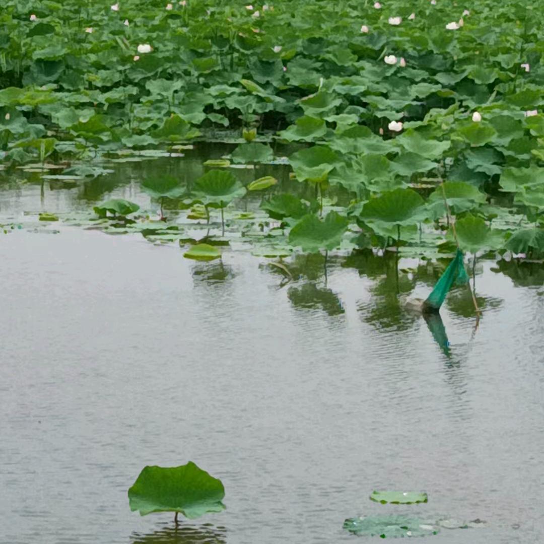 微荷莲清精品荷叶