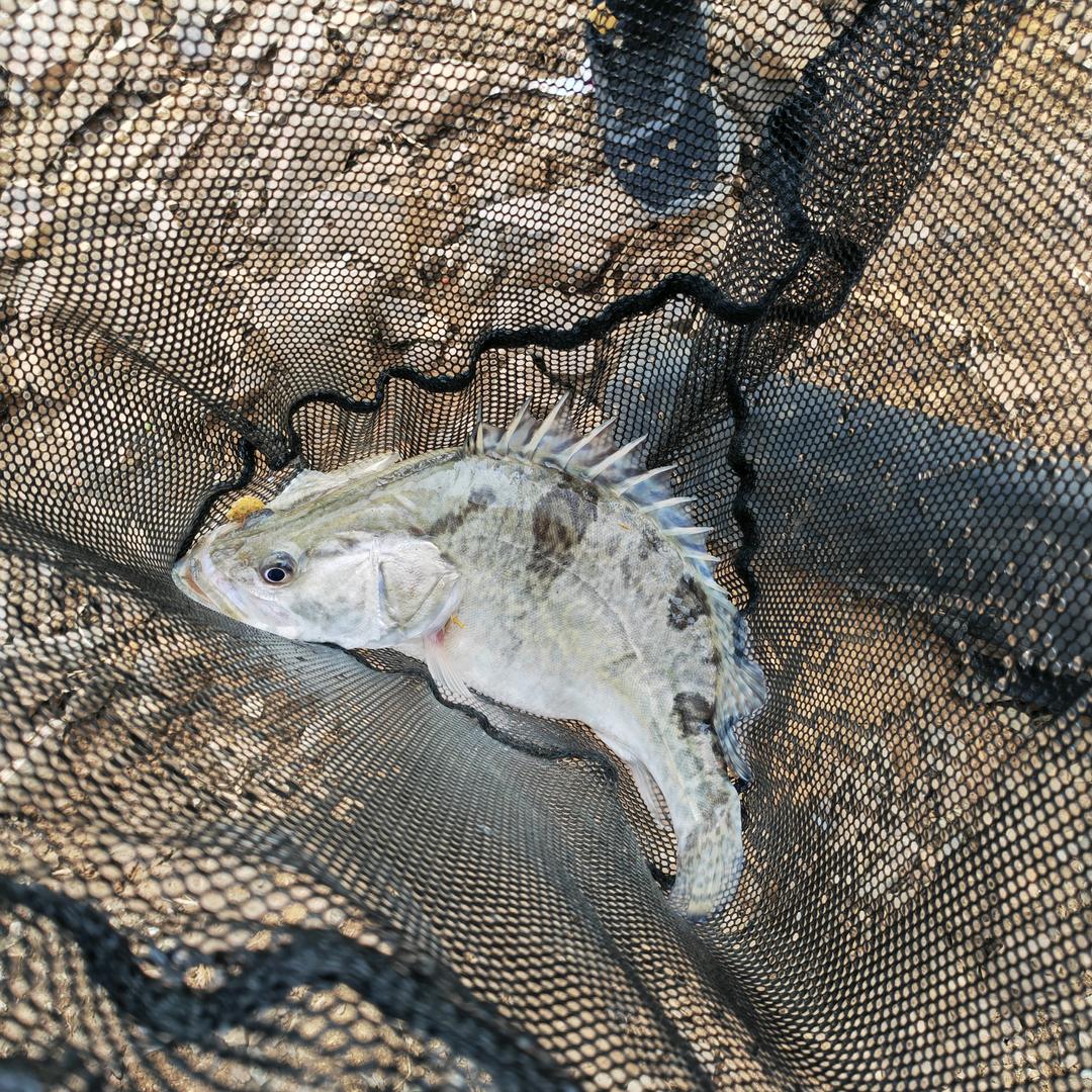 🎣东东钓鱼🎣