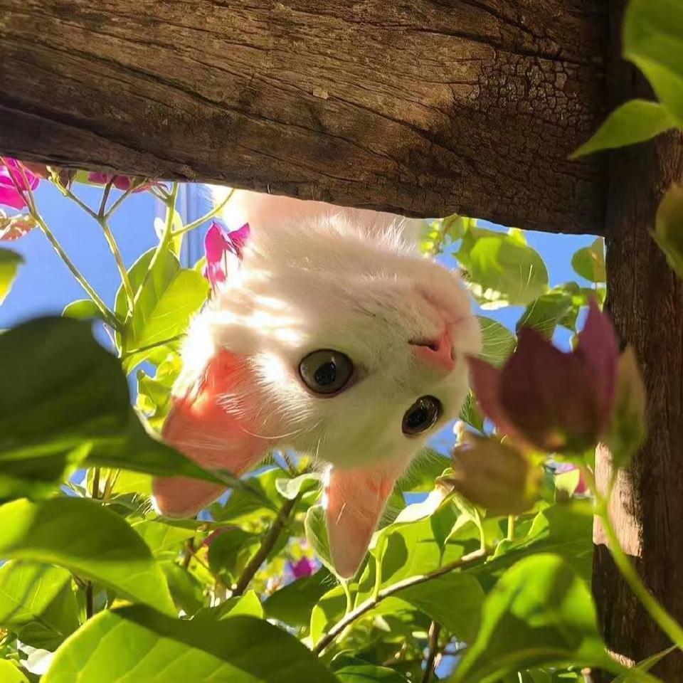 小羊罐头Oo