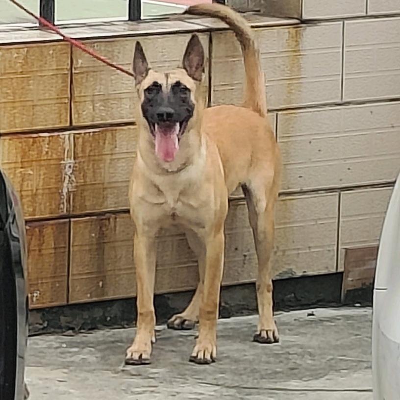 扬州罗威纳 东德 马犬联盟