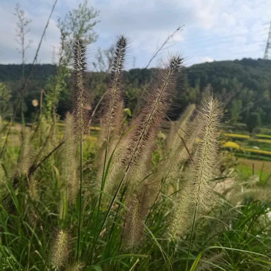 要一个逗包！谢谢