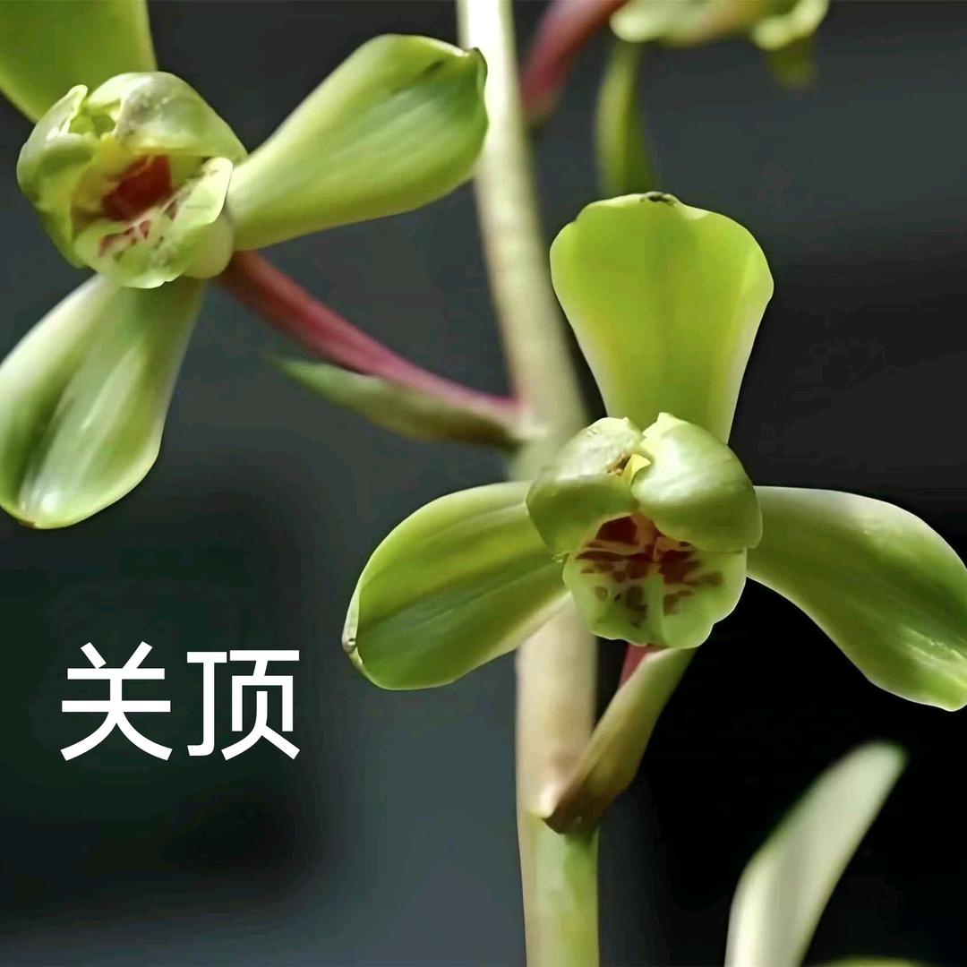 洋洋兰苑
