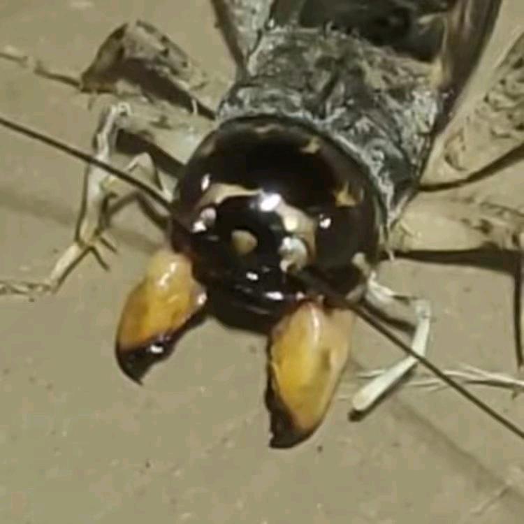 天津精研蟋蟀份房