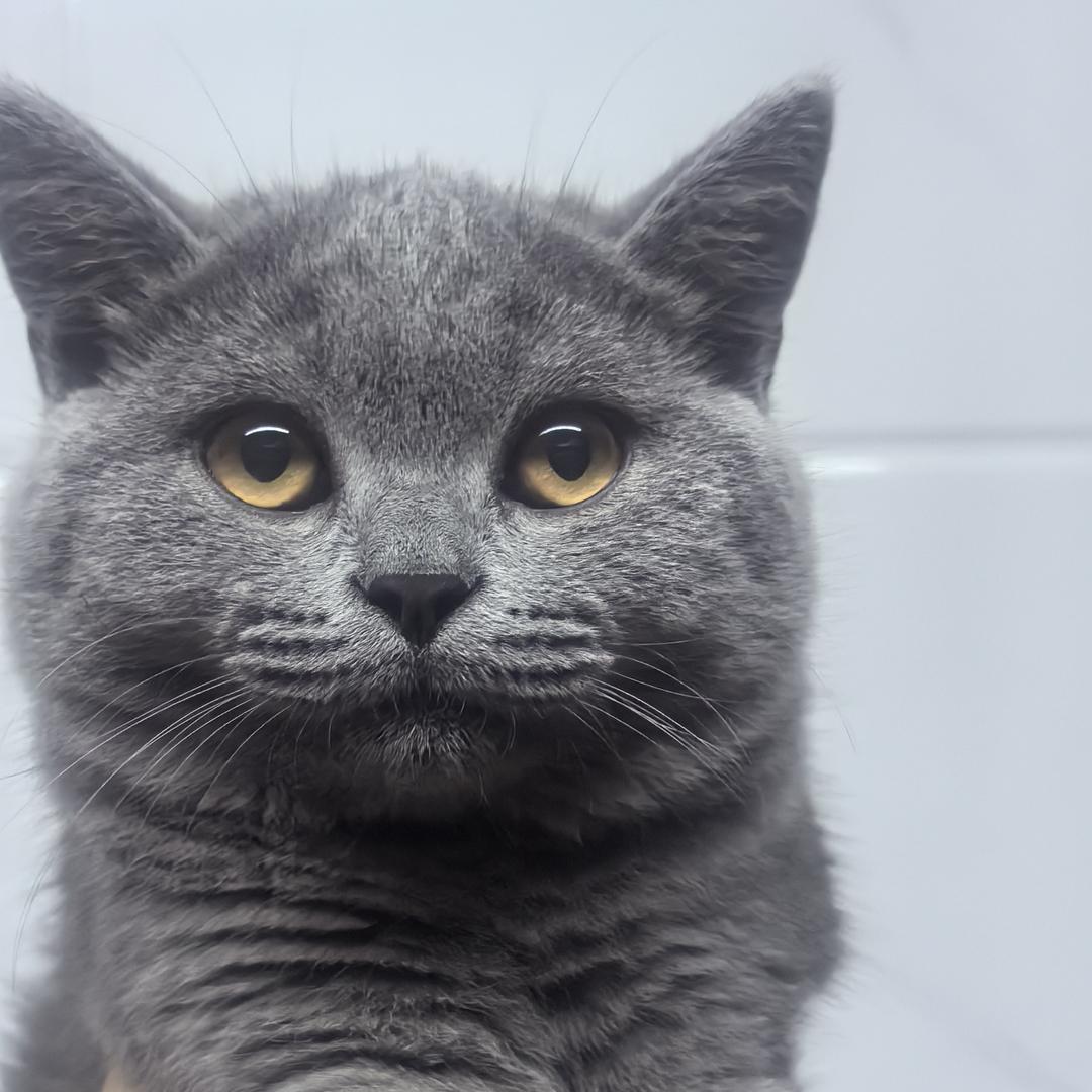 钢蹦儿是蓝猫