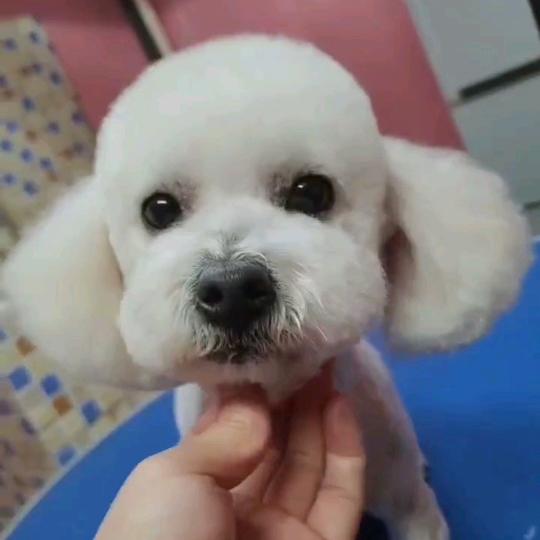 ℡棉花糖不甜