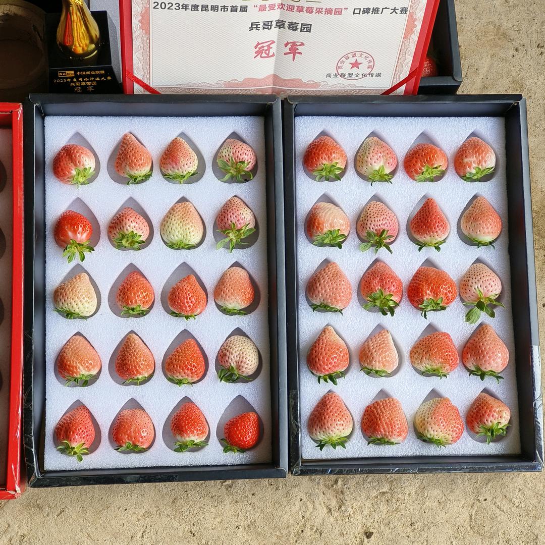 兵哥草莓园