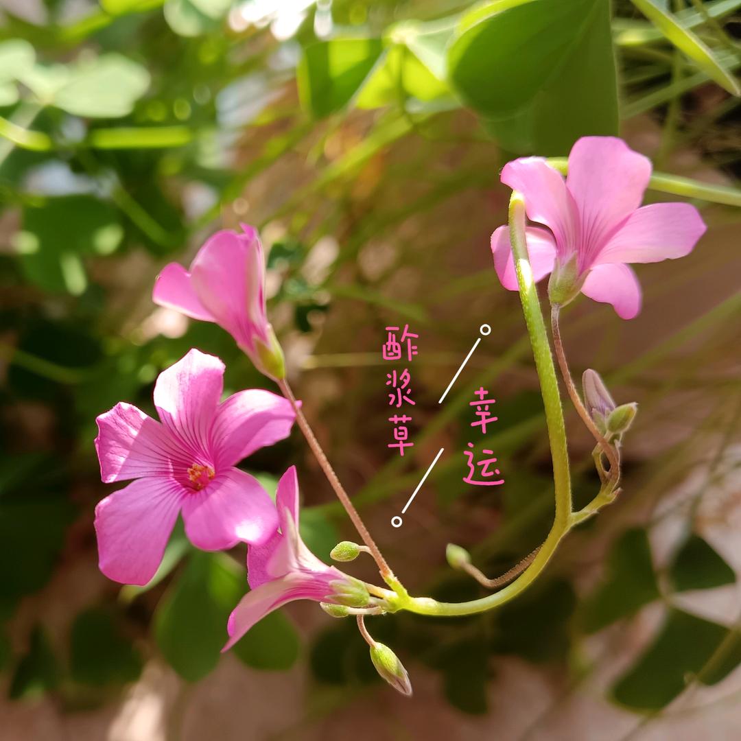 芷兰溪