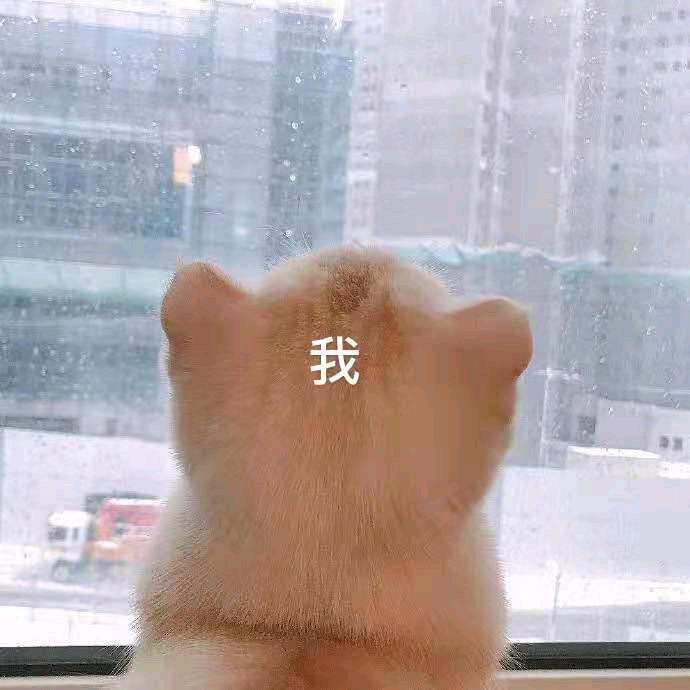 大狗玩游戏