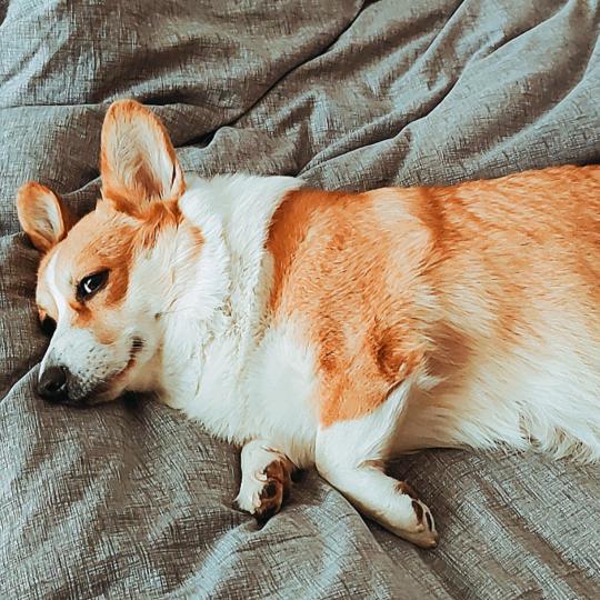 菜头（自装修中🥕）