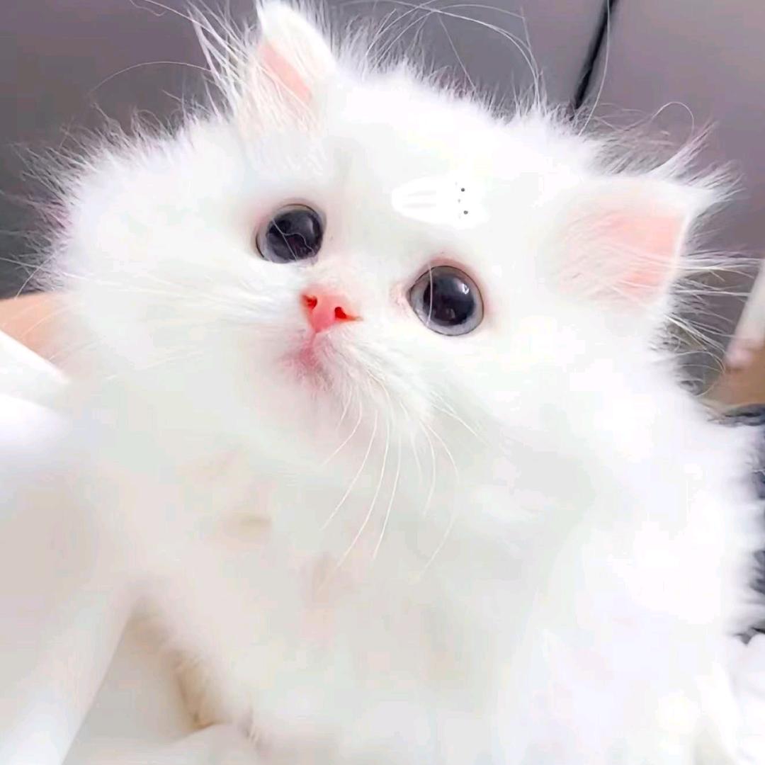 独自飞翔