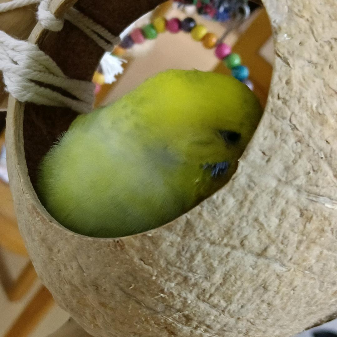 萱萱