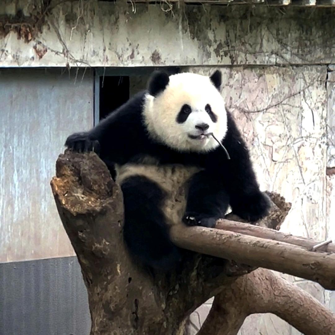 渝可爱