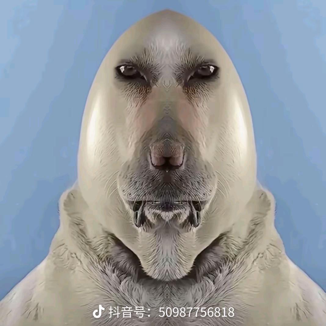 佛罗里达大鳄鱼