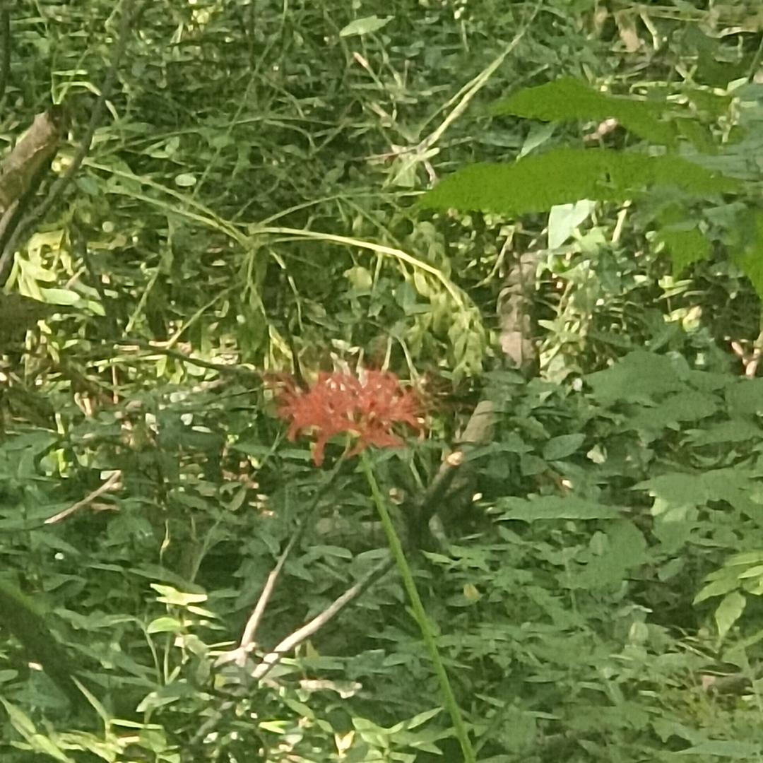 妞妞爱吃龙虾