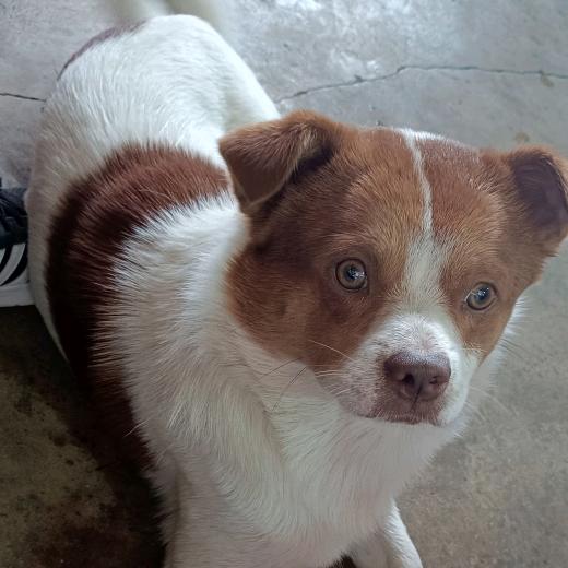 羊色天香羊肉汤锅火锅店官方号