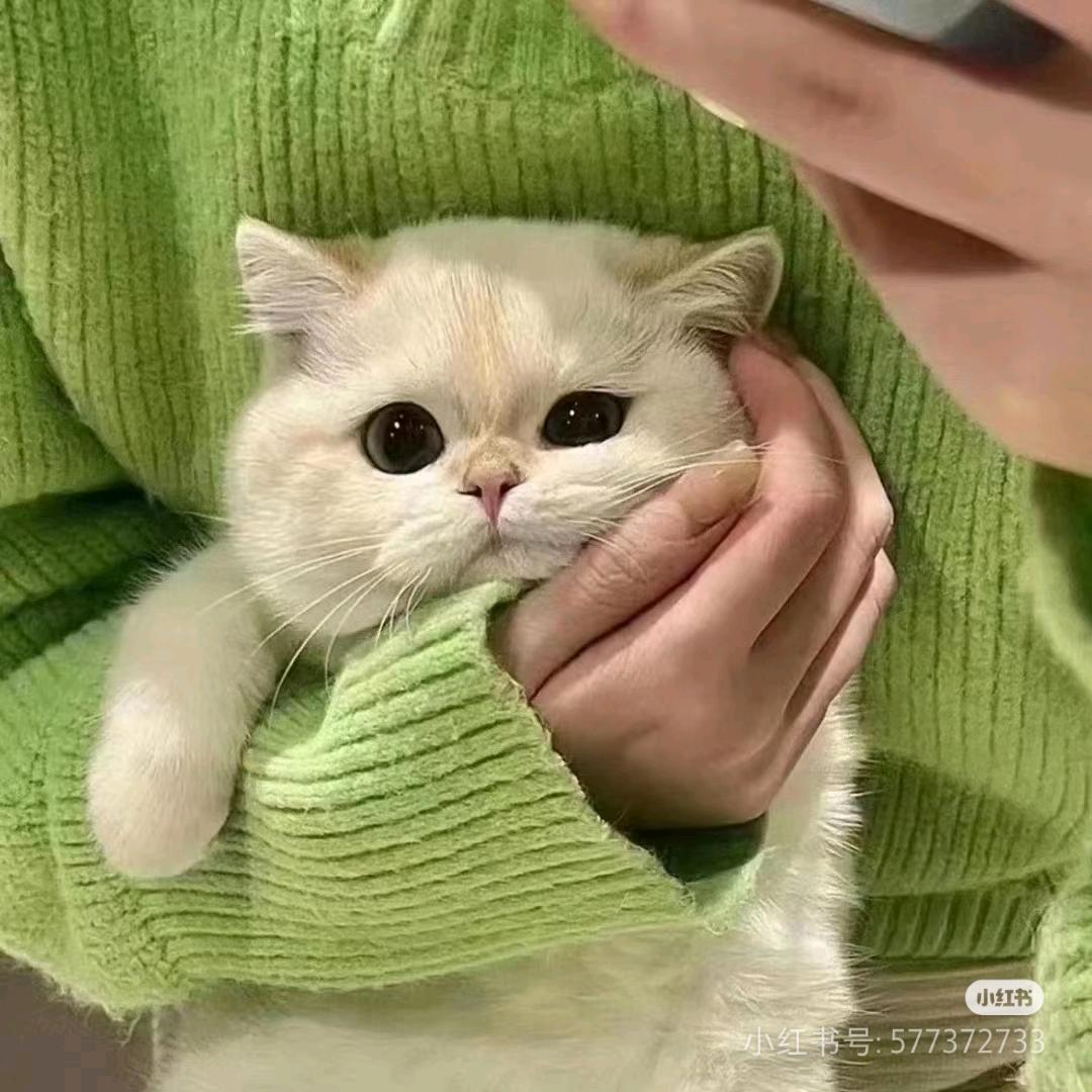 哈 哈.
