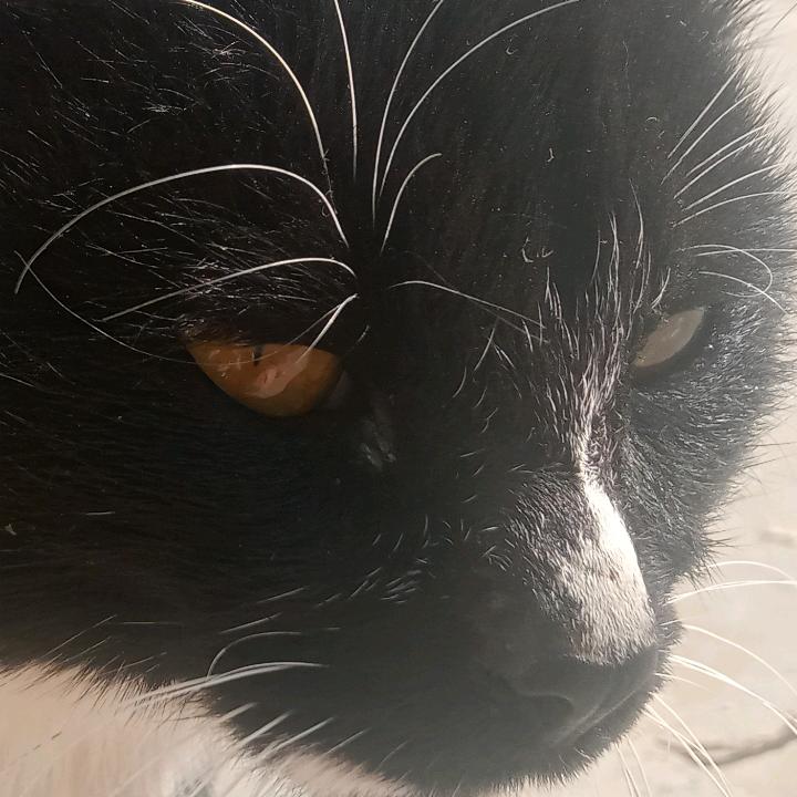 ^猫猫不喵^