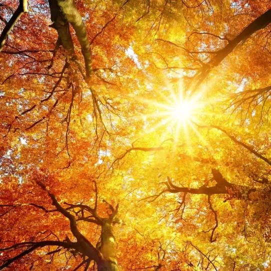 金龙 俊琴🌹(沐阳)