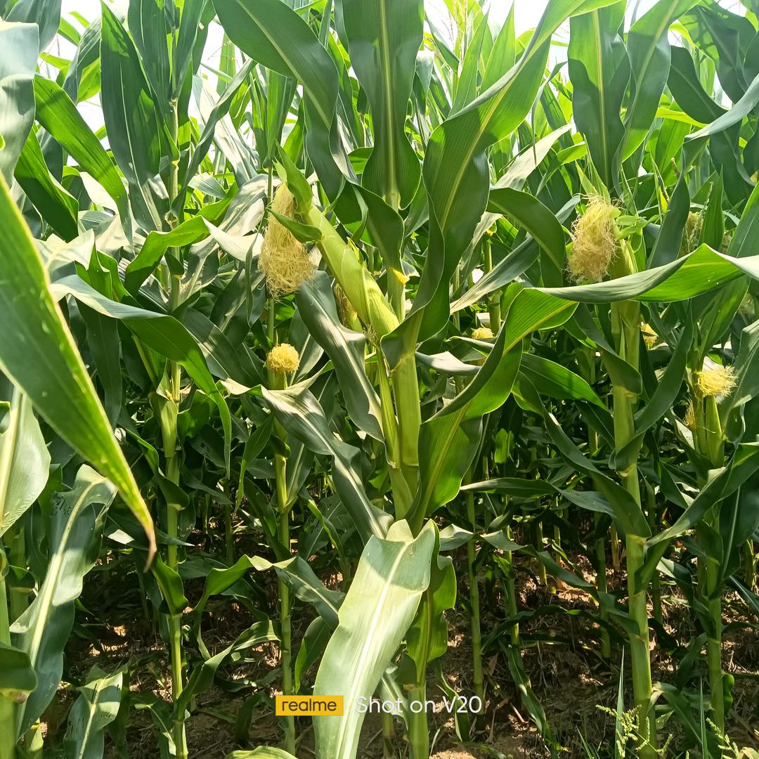 人间自有真情在