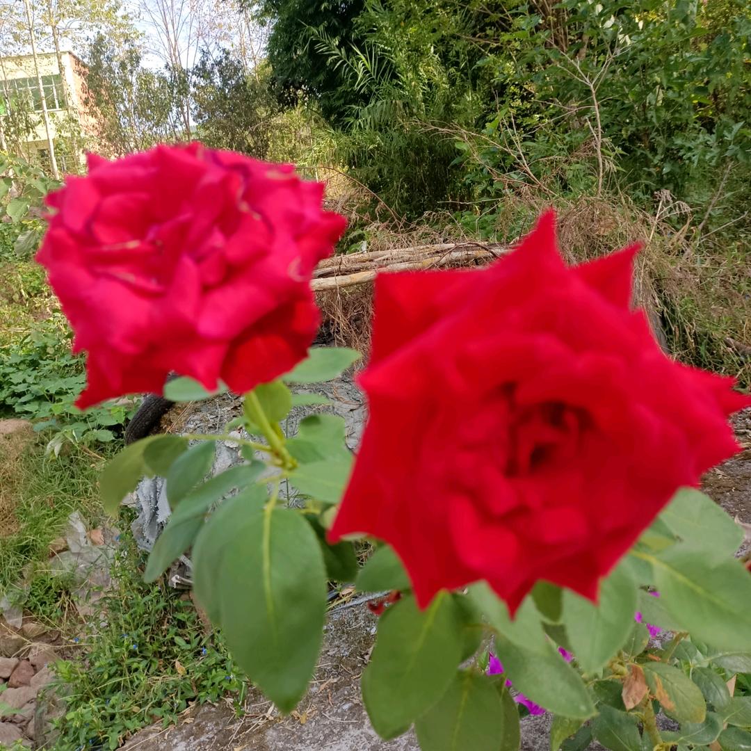 73刘牛巜快乐》