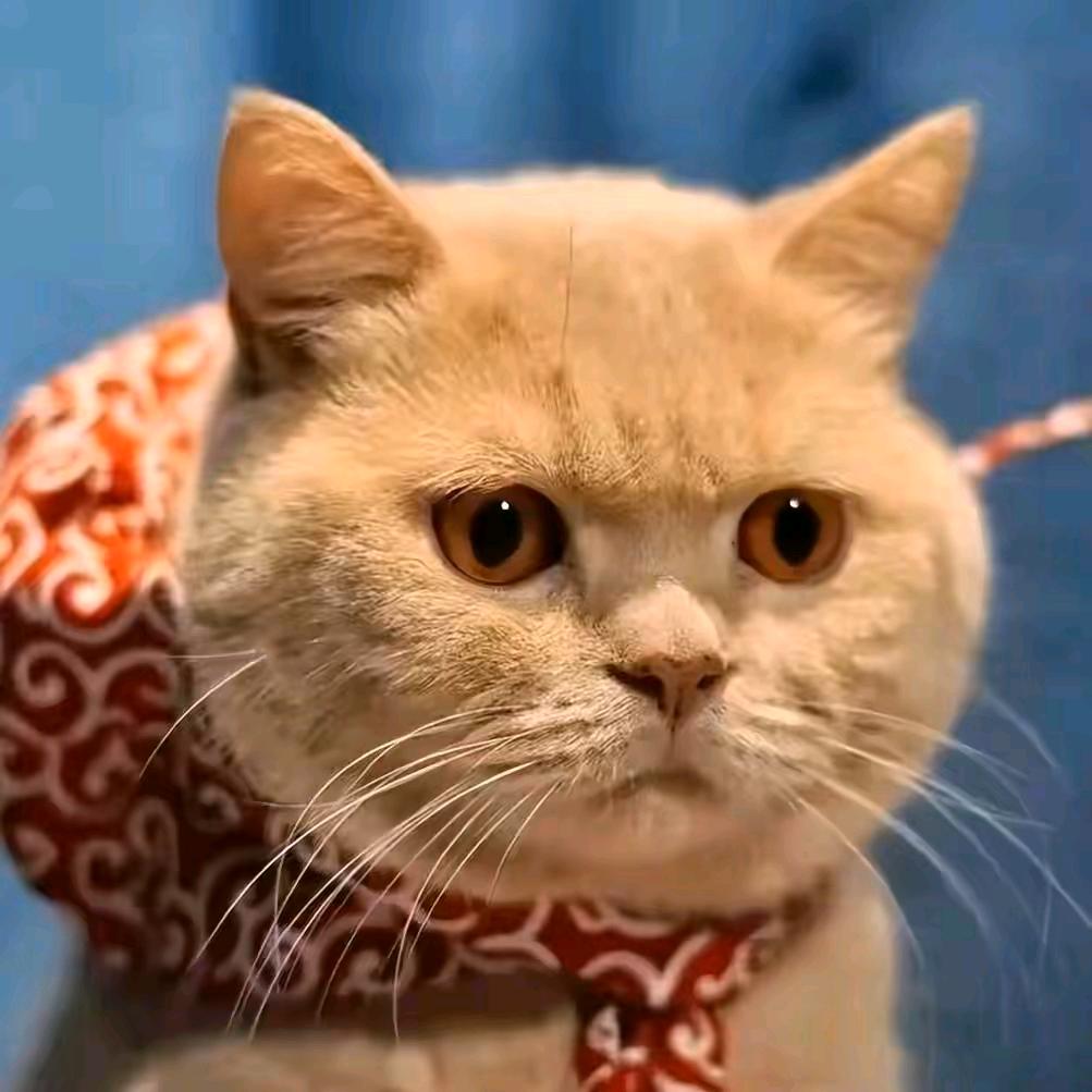 喵₁🐾