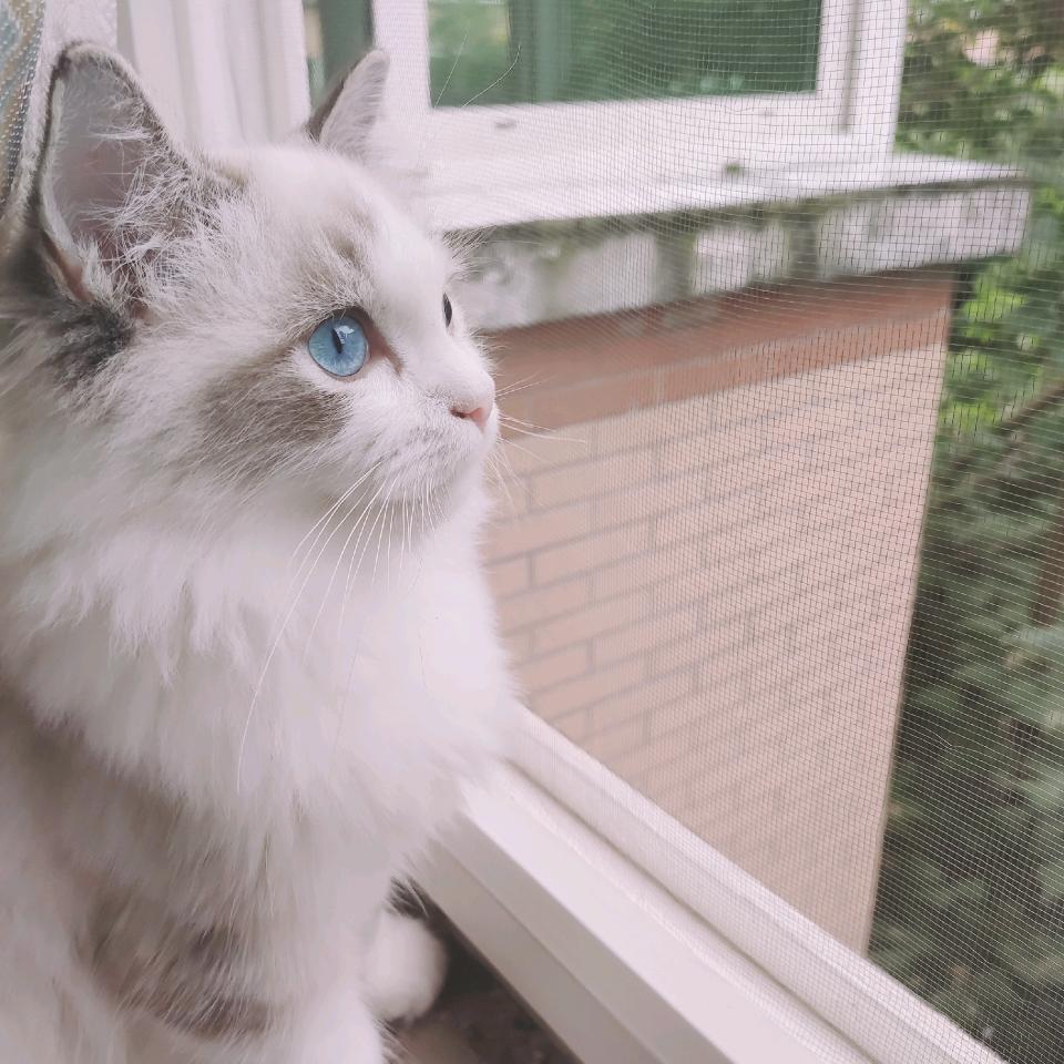 诗仙不读诗