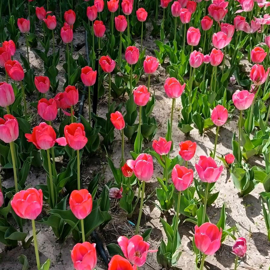 玫瑰花园