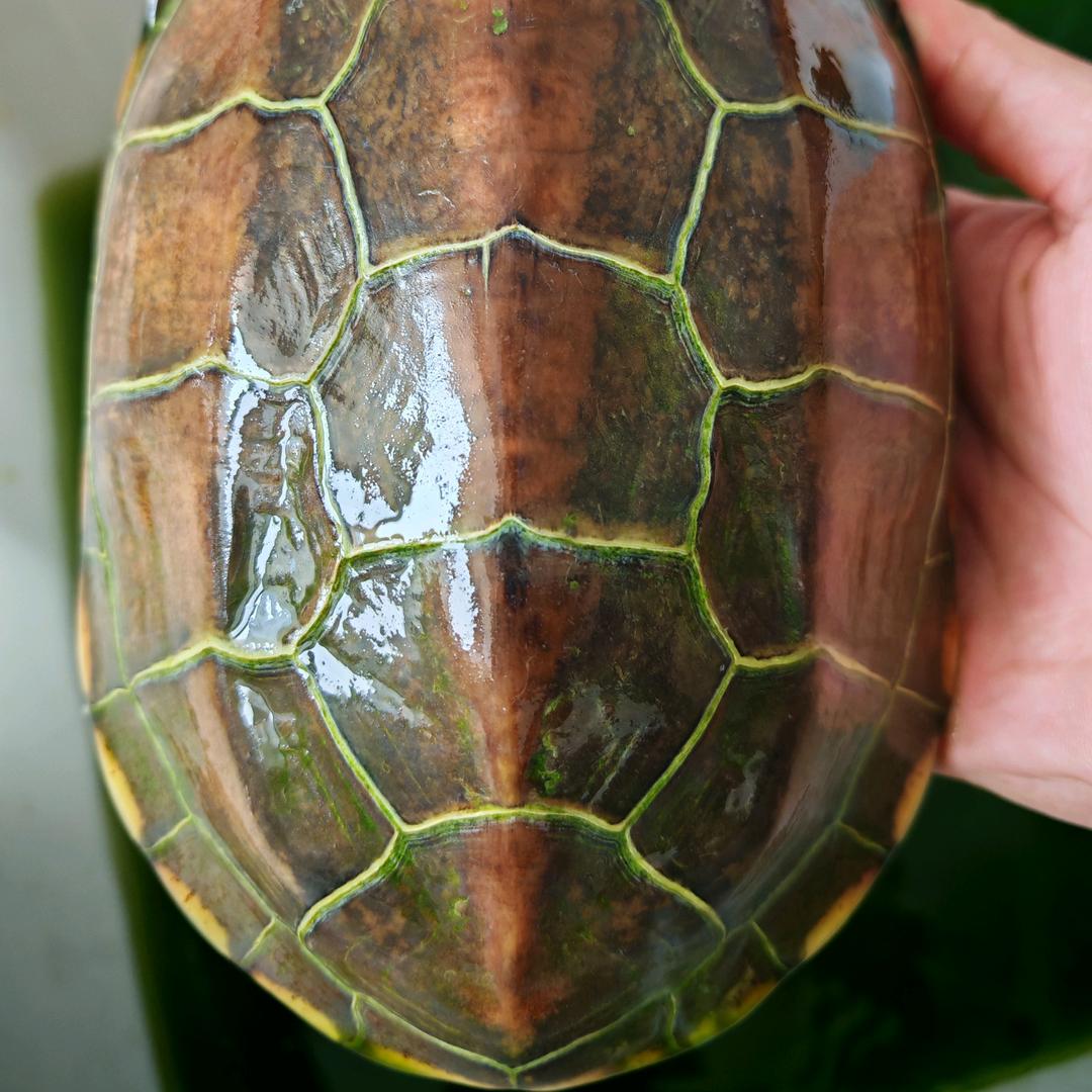 金龟缘苏北草龟