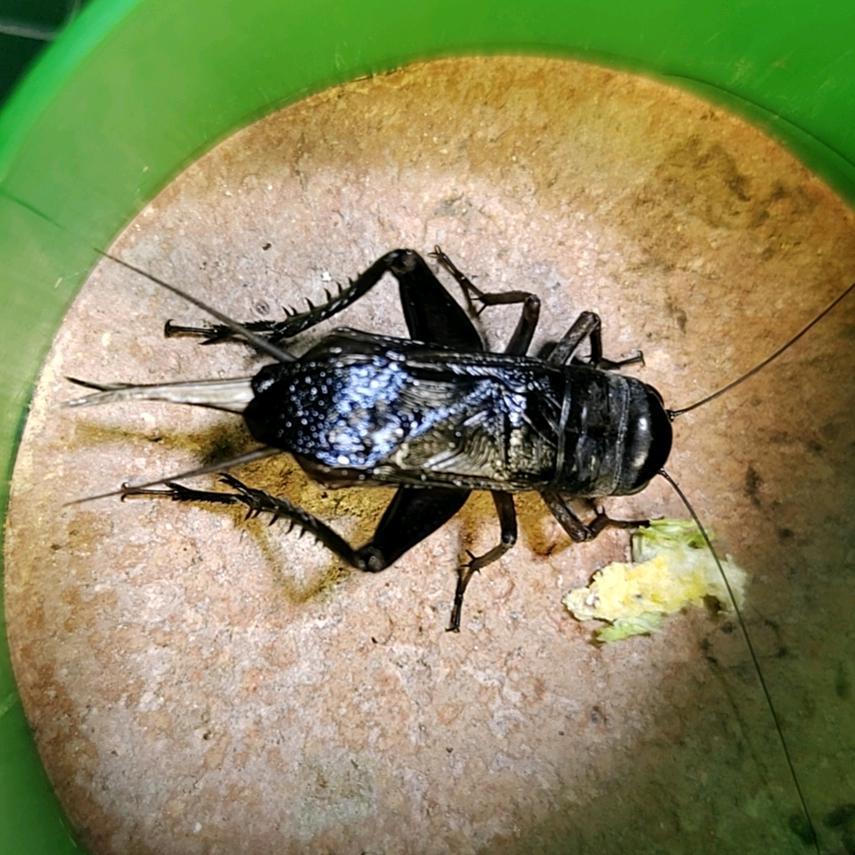 海洋之星--鸣语轩