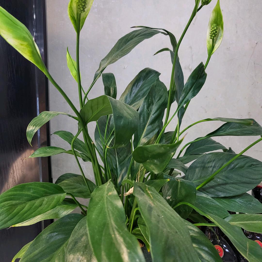 木子木每