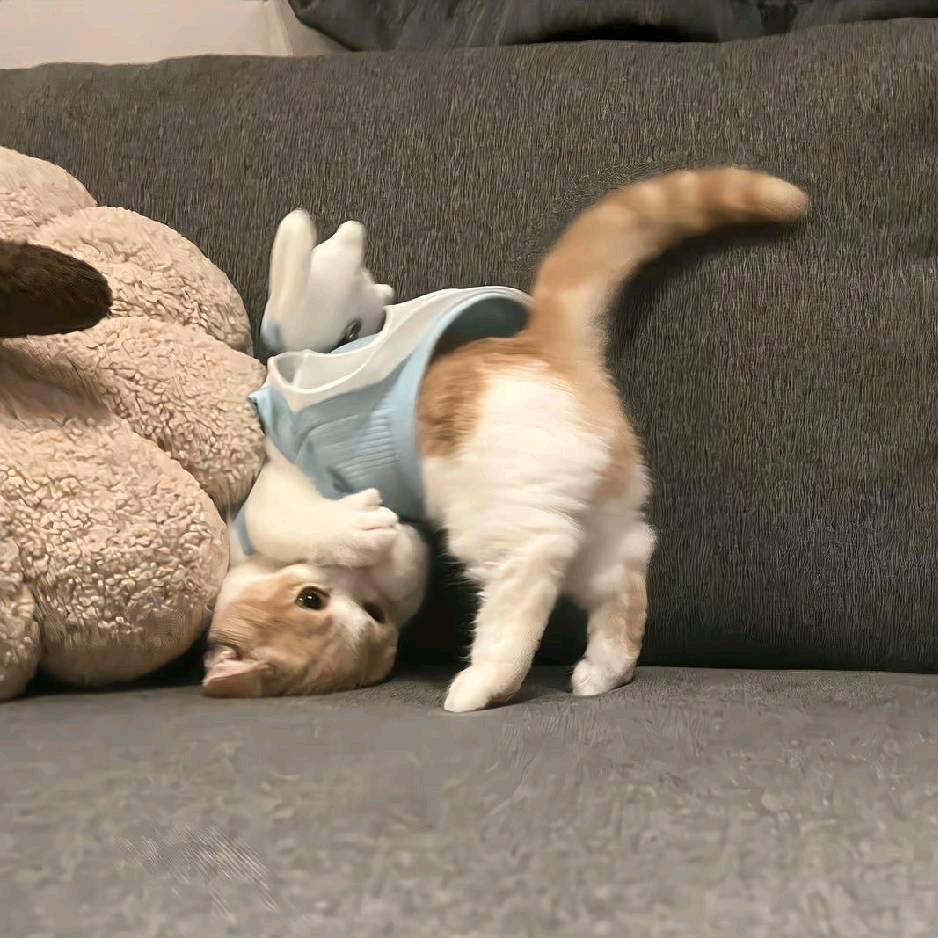 张张子
