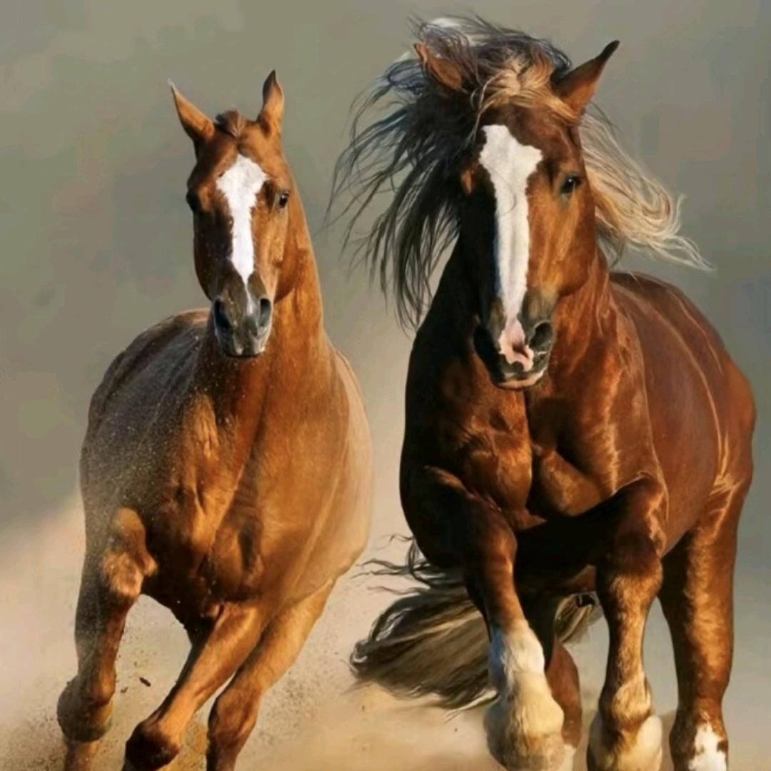 蓝天牧业🐎
