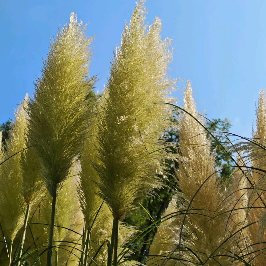 ℳঞ我行🍒我苏꧔ꦿ້໌ᮨ࿐