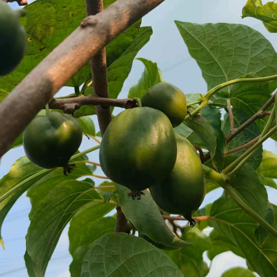 AAA丹东软枣销冠三姐妹