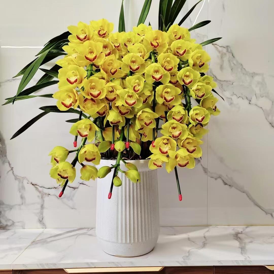 纳山纳花(大花蕙兰)