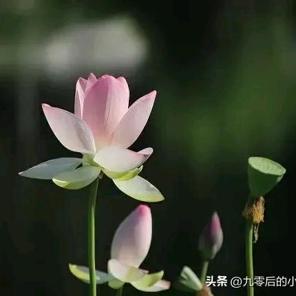 星星落在我身上