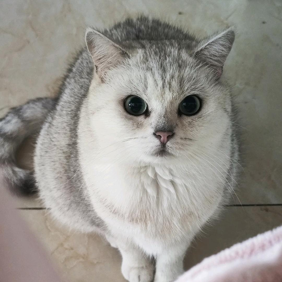 小财神来啦🐱